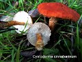 Cystodermella cinnabarina-amf747